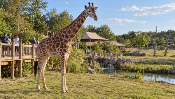 Quel est le prix d’entrée au zoo de la Flèche en 2026 ?